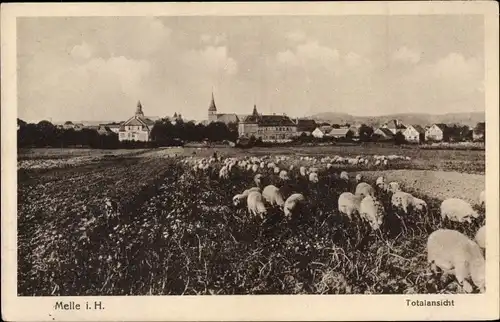 Ak Melle in Niedersachsen, Teilansicht vom Ort, Kirchen, grasende Schafherde