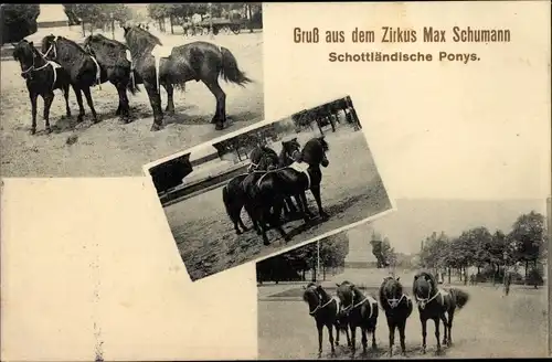 Ak Zirkus Max Schumann, Schottländische Ponys