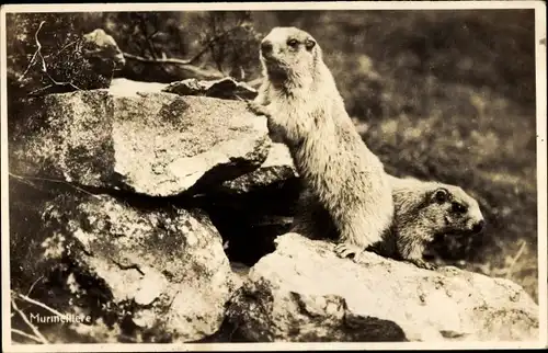 Ak Murmeltiere in freier Wildbahn, Marmota, Nagetiere