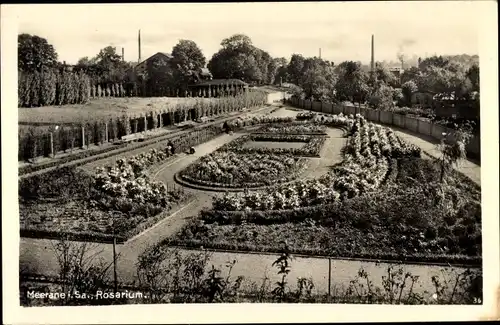 Ak Meerane in Sachsen, Rosarium 