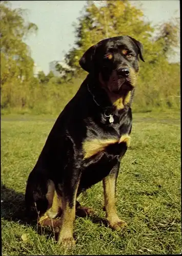 Ak Hundeportrait, Rottweiler