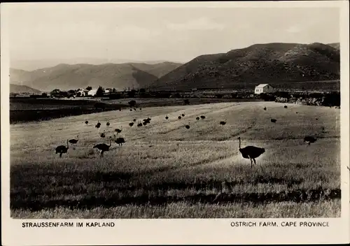 Ak Cape Province Kapland Südafrika, Straußenfarm, Ostrich Farm