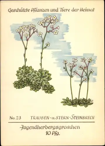 Künstler Ak Steinbrech, Geschützte Pflanzen und Tiere der Heimat Nr 23, Jugendherbergswerk