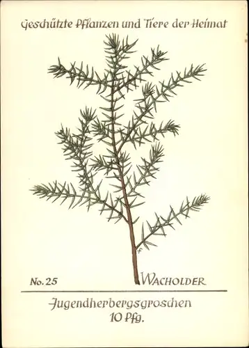 Künstler Ak Wacholder, Geschützte Pflanzen und Tiere der Heimat Nr 25, Jugendherbergswerk