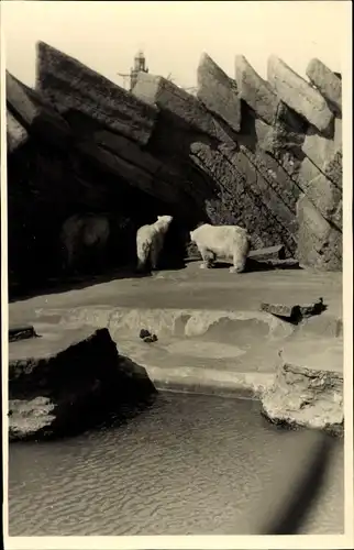 Foto Ak Eisbären in einem Gehege, Zoo