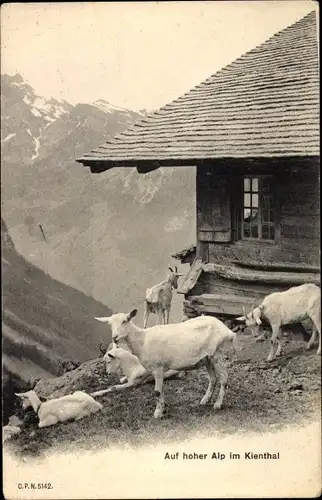 Ak Schweiz, Auf hoher Alp im Kienthal, Ziegen, Almhütte