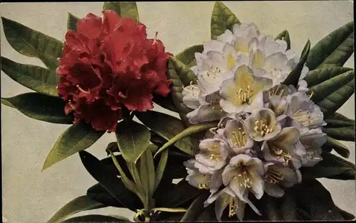 Ak Rhododendron Hybriden, Ella, Professor Dr Drude, Alpenrosen