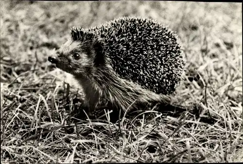 Ak Igel auf einer Wiese, Tierkalender 1982