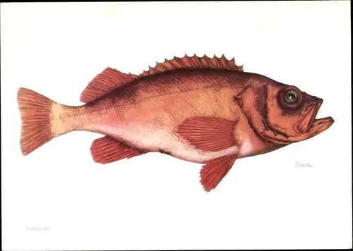 Künstler Ak Rotbarsch, Sebastes marinus, Fisch