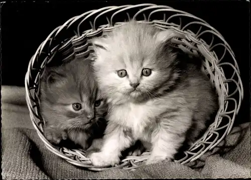 Ak Zwei junge Katzen in einem Korb