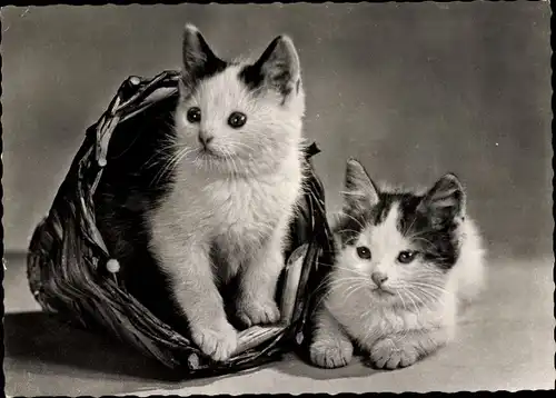 Ak Zwei junge Kätzchen in einem Korb, liegend