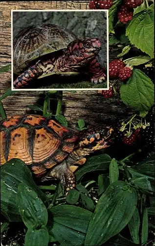 Ak Box Turtles, Terrapene car, Schildkröten, Beeren