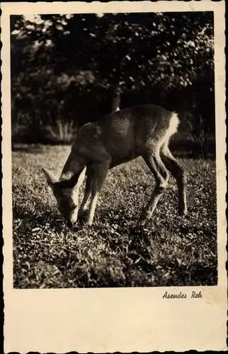 Ak Asendes Reh auf einer Wiese, Amag 65547 2