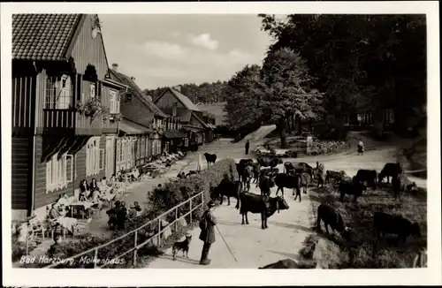 Ak Bad Harzburg in Niedersachsen, Molkenhaus, Viehtrieb