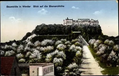 Ak Werder an der Havel, Baumblüte, Blick auf die Gaststätte Bismarckhöhe