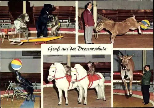 Ak Hamburg Stellingen, Dressurschule, Carl Hagenbeck's Tierpark, Pony, Seelöwe, Pavian, Bär