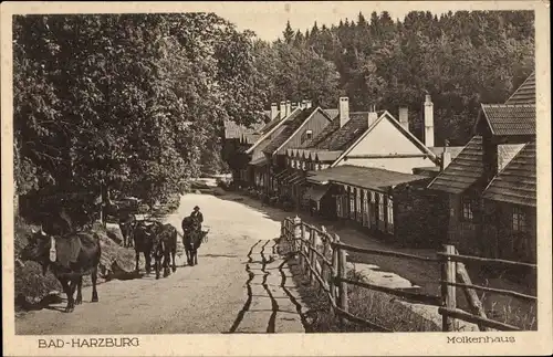 Ak Bad Harzburg in Niedersachsen, Molkenhaus, Rinder