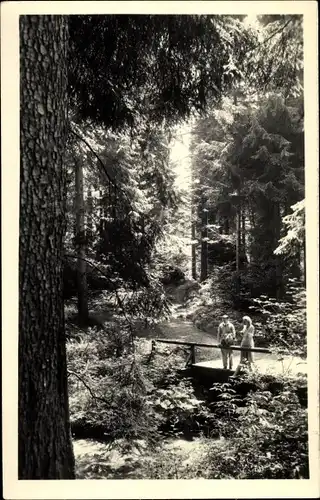 Ak Schmiedefeld am Rennsteig Thüringen, Vessertalpartie, Wald