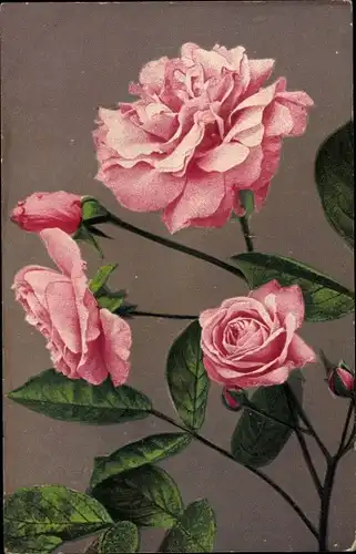 Ak Rosa Rosen, Rosenblüten