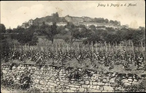 Ak Prény bei Pagny-sur-Moselle Lothringen Meurthe et Moselle, Rebstöcke