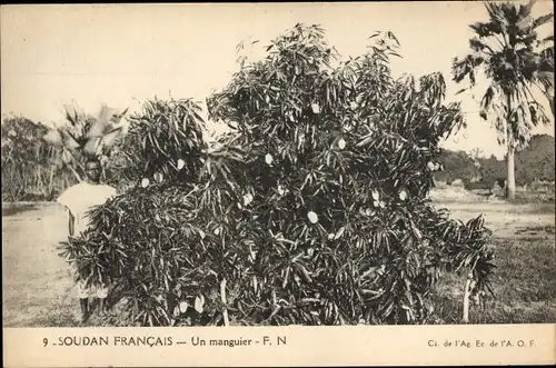 Ak Mali, Soudan Français, Un manguier, Mangobaum