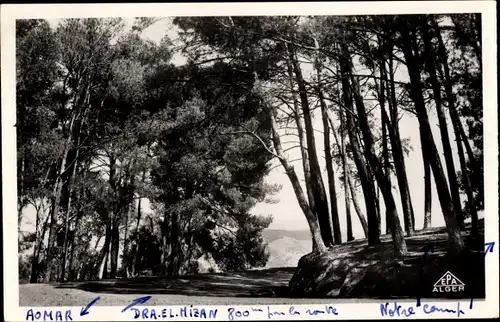 Ak Draâ El Mizan Algerien, Sous bois, route d'Aomar