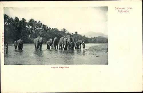 Ak Colombo Ceylon Sri Lanka, Elefanten