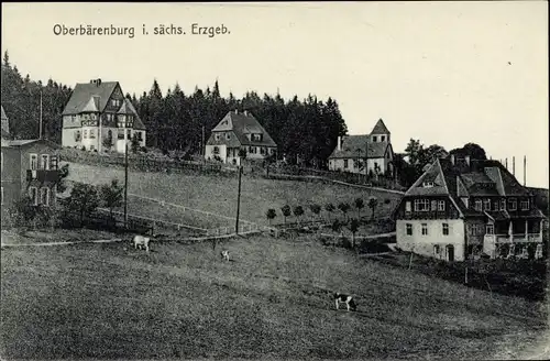 Ak Altenberg im Osterzgebirge, Wohnhäuser, Kühe, Landschaft, Panorama