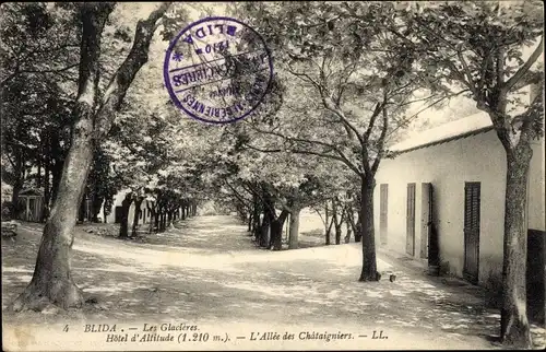 Ak Blida Algerien, Les Glacières, L'Allée des Châtaigniers