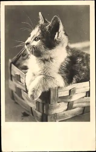 Ak Katzenbaby in einem Korb, Katzenportrait