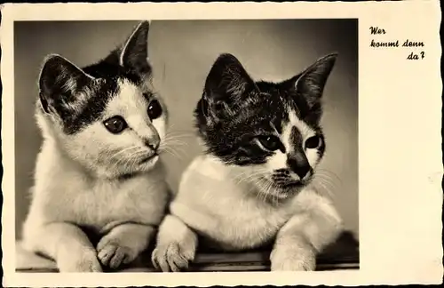 Ak Wer kommt denn da, zwei Katzen, Katzenportrait