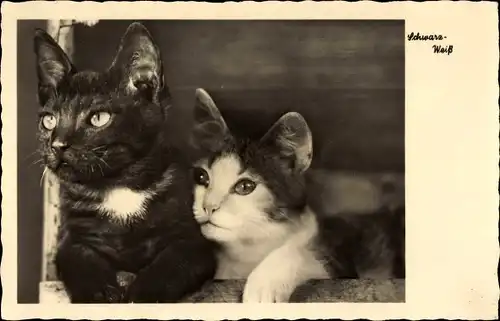 Ak Schwarz Weiß, zwei Katzen, Katzenportrait