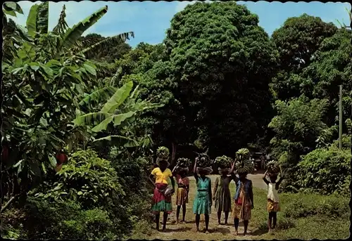 Ak Martinique, Île, marchandes indigènes de Bananes, voie, arbres