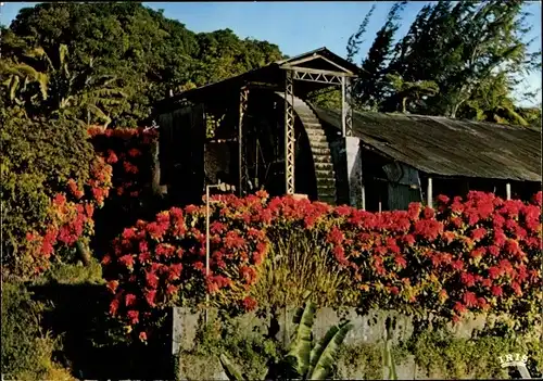 Ak Saint Pierre Martinique, vieux moulin vers le village, vue extérieure, fleurs