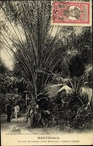 Ak Martinique, Un coin de l'ancien Jardin Botanique à Saint Pierre