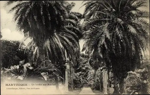 Ak Martinique, un jardin aux Antilles, Allée