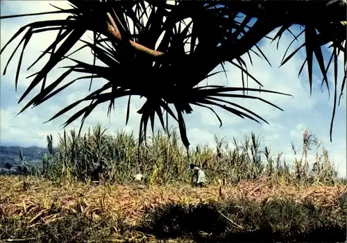 Ak Île de la Réunion, La Coupe de Canne à sucre, ouvriers agricole, palmier