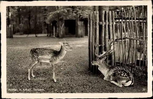 Ak Köthen in Anhalt, Tierpark