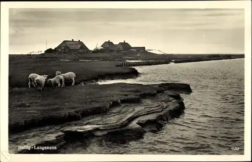 Ak Hallig Oland in Nordfriesland, Langeness, Schafe