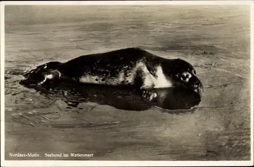 Ak Seehund im Wattenmeer, Totalansicht