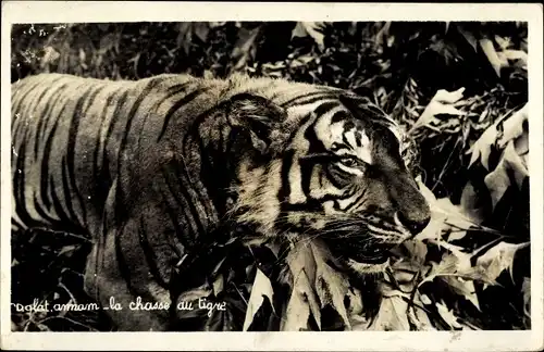 Ak Dalat Annam Vietnam, chasse au tigre