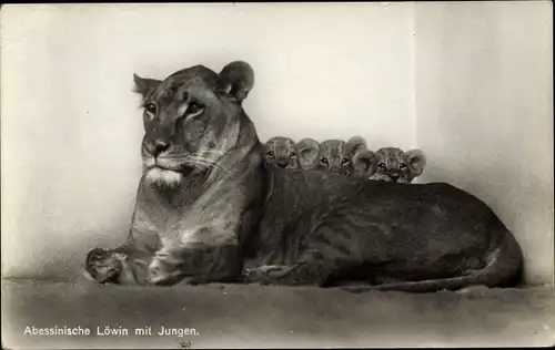 Ak Zoologischer Garten Berlin, Abessinische Löwin mit Jungen