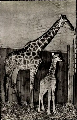 Ak Zoologischer Garten Berlin, Angola Giraffe mit Jungem