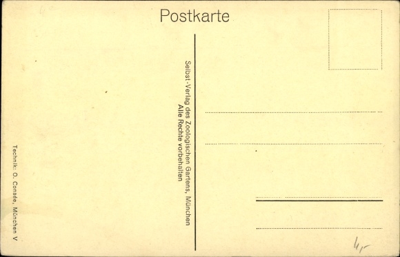 Ak Zoologischer Garten Munchen Tierpark Hellabrunn Rhesusaffe Nr