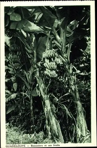 Ak Guadeloupe, Bananiers et ses fruits, Bananenpflanzen