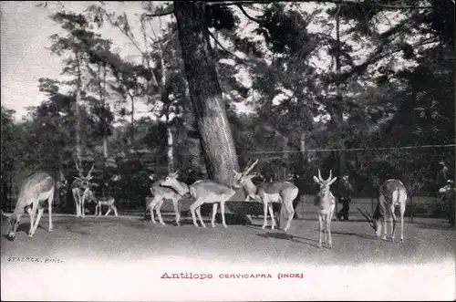 Ak Antilope, Cervicapra, Inde