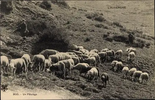 Ak L'Auvergne, Un paturage, Grasende Schafe
