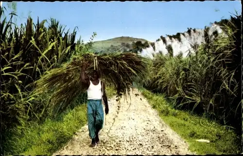 Ak Martinique, Arbeiter auf blühendem Zuckerrohrfeld