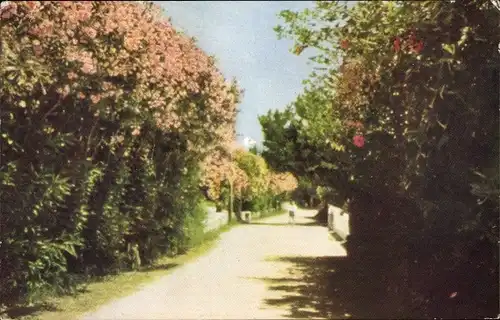 Ak Bermuda, Oleanders in a Somerset lane