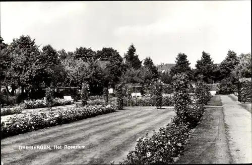 Ak Driebergen Utrechtse Heuvelrug Utrecht, Rosarium